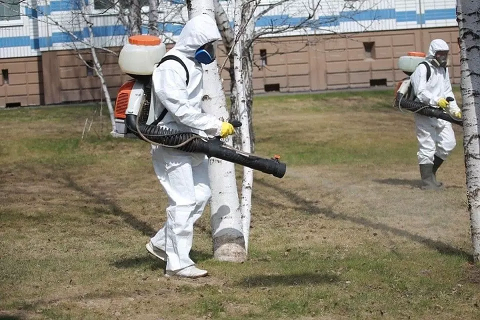 Обработка от шершней в Нижнем Новгороде